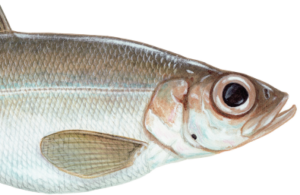 Coregon Coregonine Fish Restoration