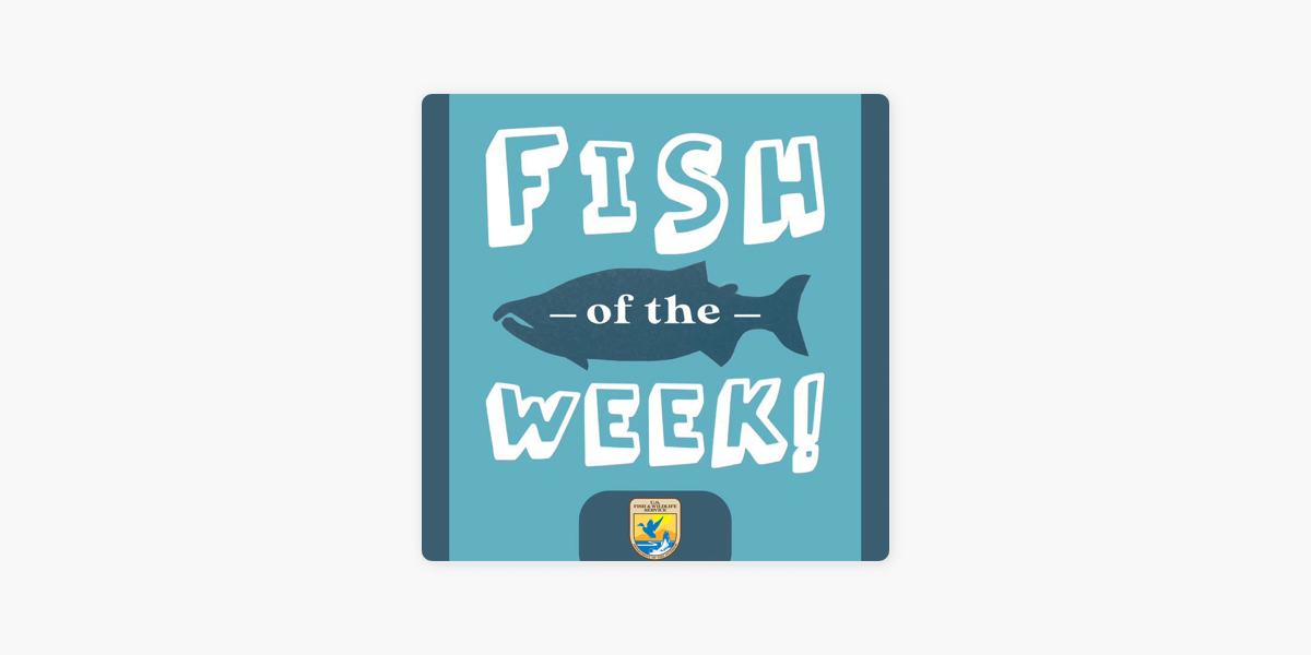 Fish of the Week: Bringin’ Bloater Back!